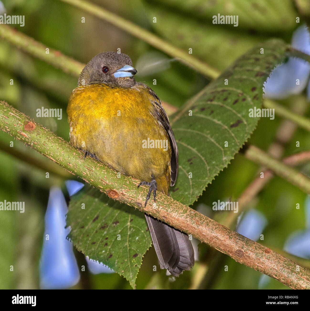 Tangara à croupion rouge femelle (Ramphocelus passerinii) comme exemple de dimorphisme entre les sexes parmi les oiseaux, Puntarenas, Costa Rica Banque D'Images Tangara à croupion rouge femelle (Ramphocelus passerinii) comme exemple de dimorphisme entre les sexes parmi les oiseaux, Puntarenas, Costa Rica Banque D'Images