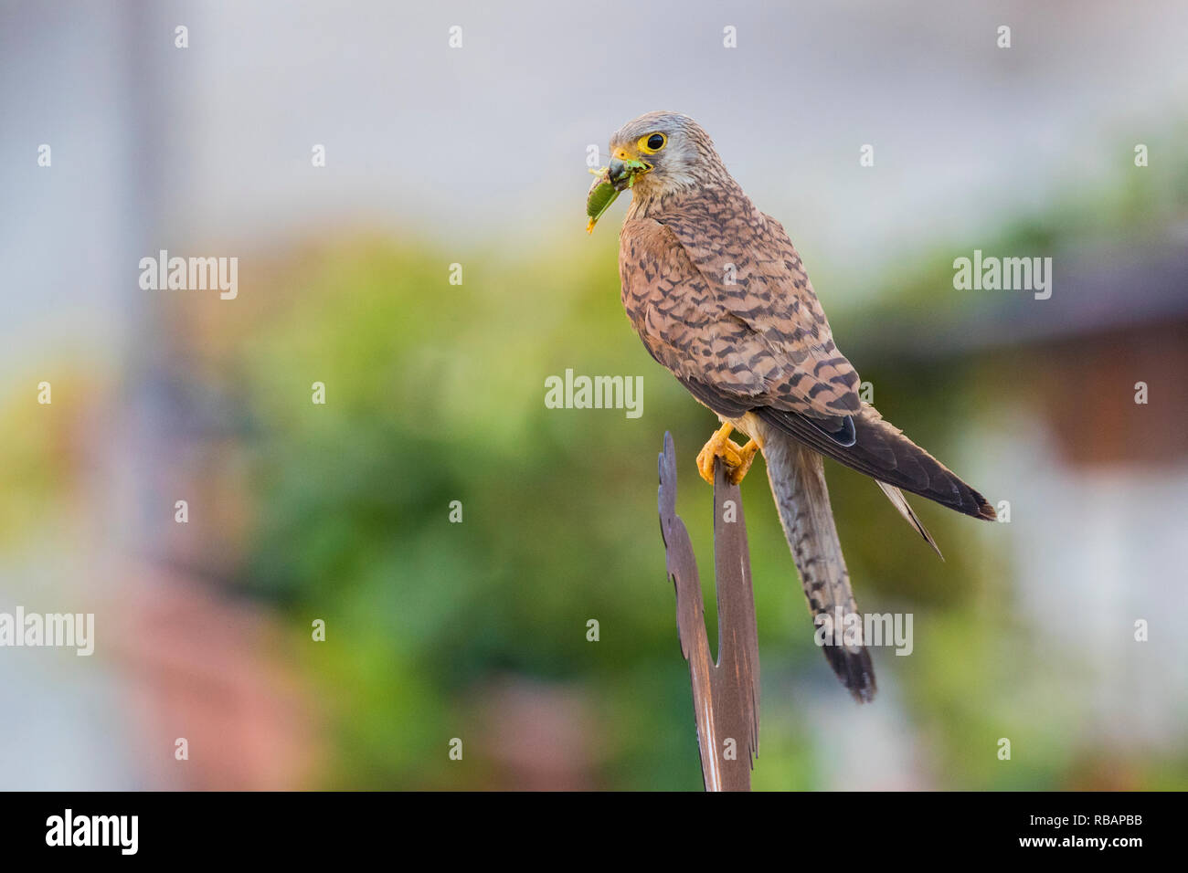 Faucon crécerellette (Falco naumanni), femelle adulte perché sur un meteal signer à Matera Banque D'Images