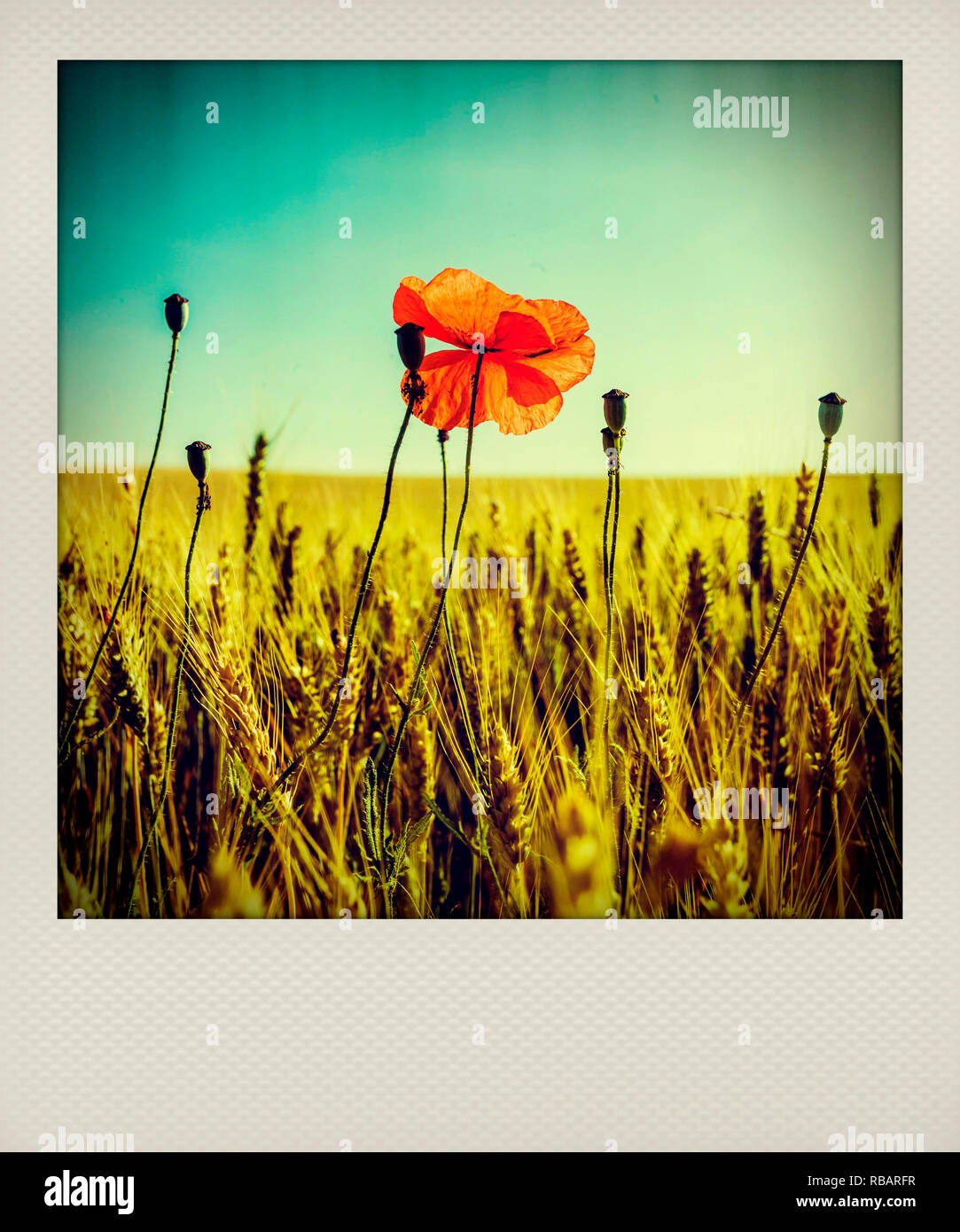 Effet Polaroid de coquelicot dans un champ de blé, France, Europe Banque D'Images