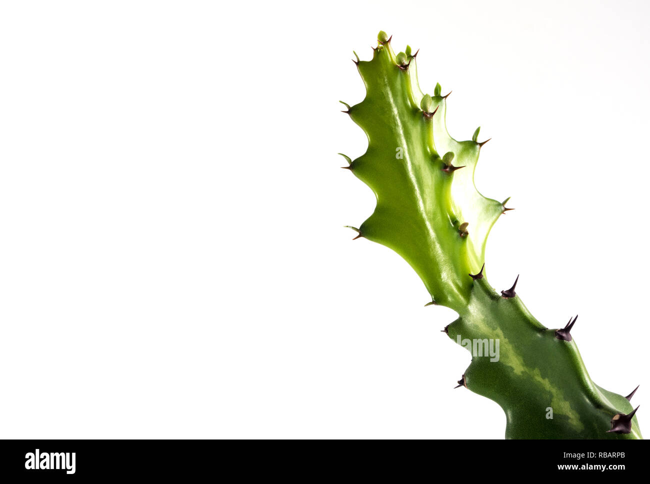 Bourgeon vert fraîcheur d'Euphorbia lactea, succulent plant isolé sur fond blanc Banque D'Images