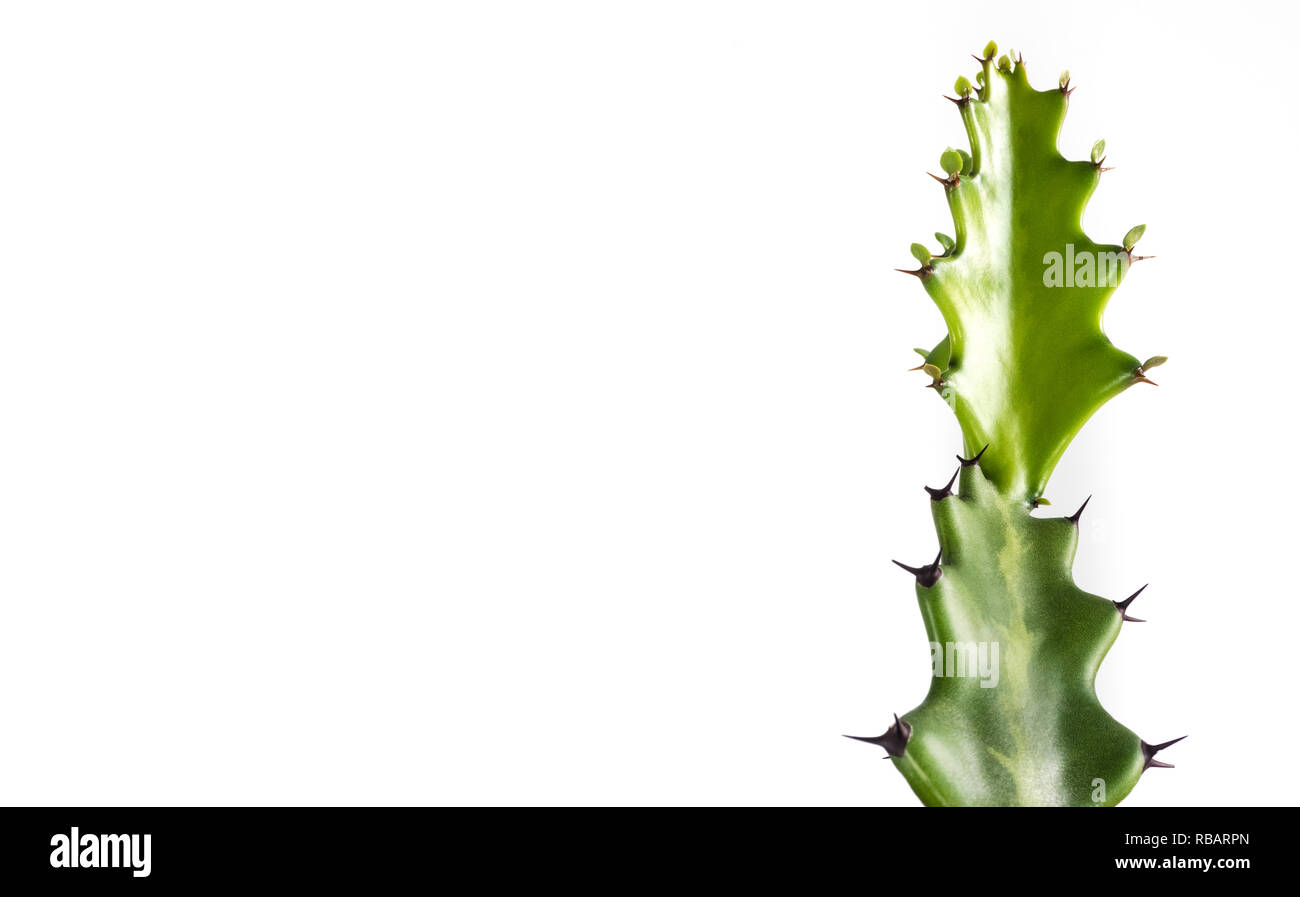 Bourgeon vert fraîcheur d'Euphorbia lactea, succulent plant isolé sur fond blanc Banque D'Images