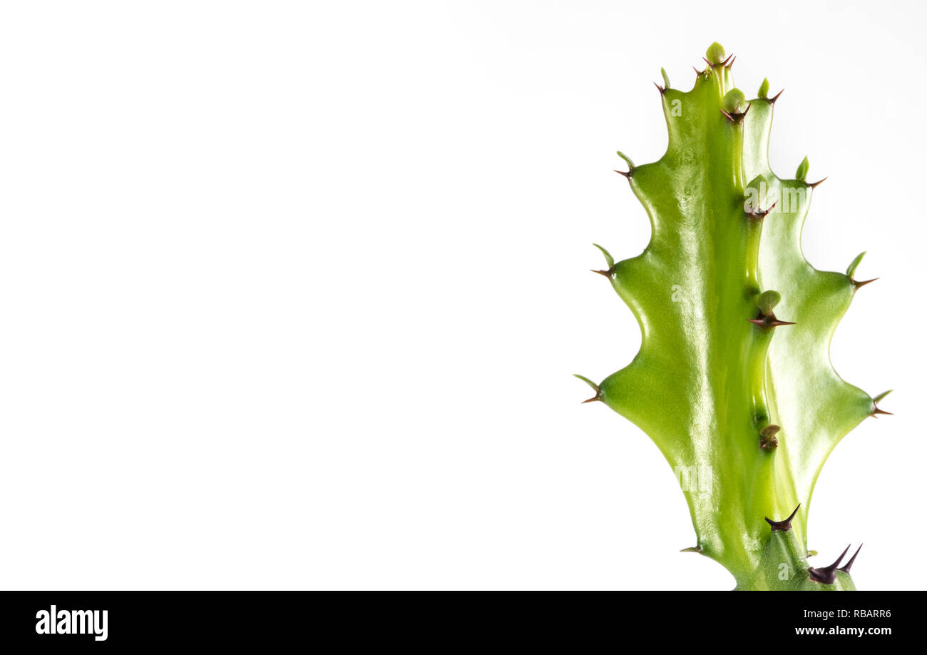Bourgeon vert fraîcheur d'Euphorbia lactea, succulent plant isolé sur fond blanc Banque D'Images