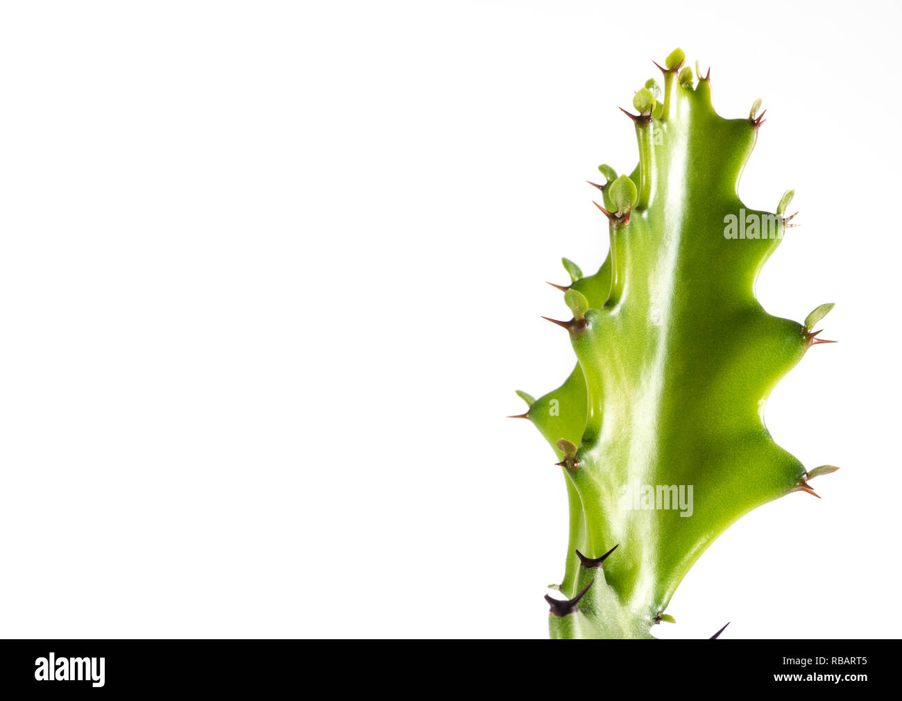 Bourgeon vert fraîcheur d'Euphorbia lactea, succulent plant isolé sur fond blanc Banque D'Images