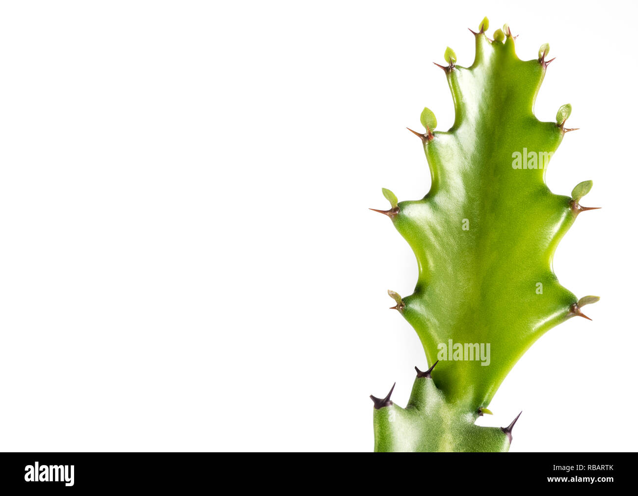 Bourgeon vert fraîcheur d'Euphorbia lactea, succulent plant isolé sur fond blanc Banque D'Images