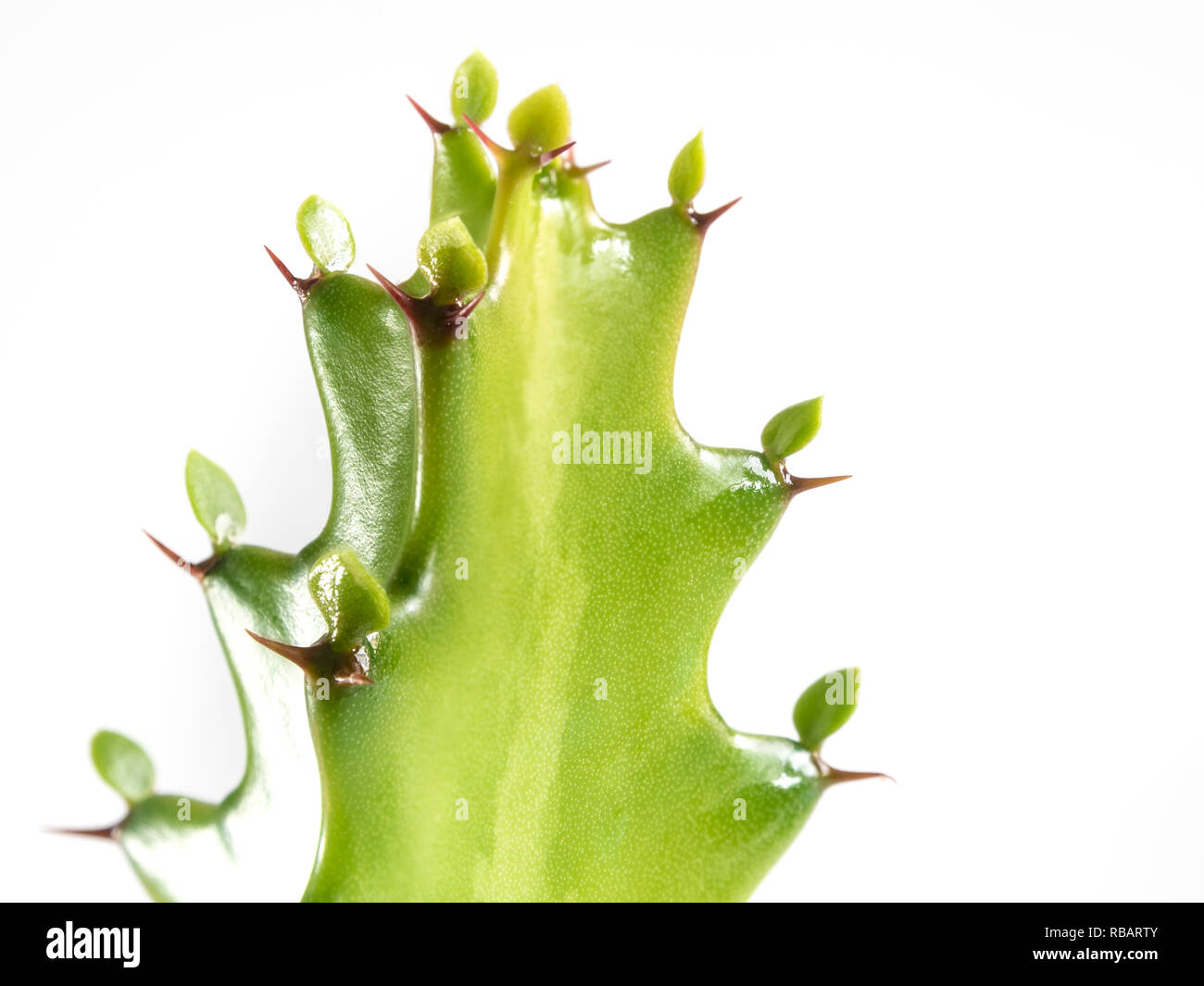 Bourgeon vert fraîcheur d'Euphorbia lactea, succulent plant isolé sur fond blanc Banque D'Images