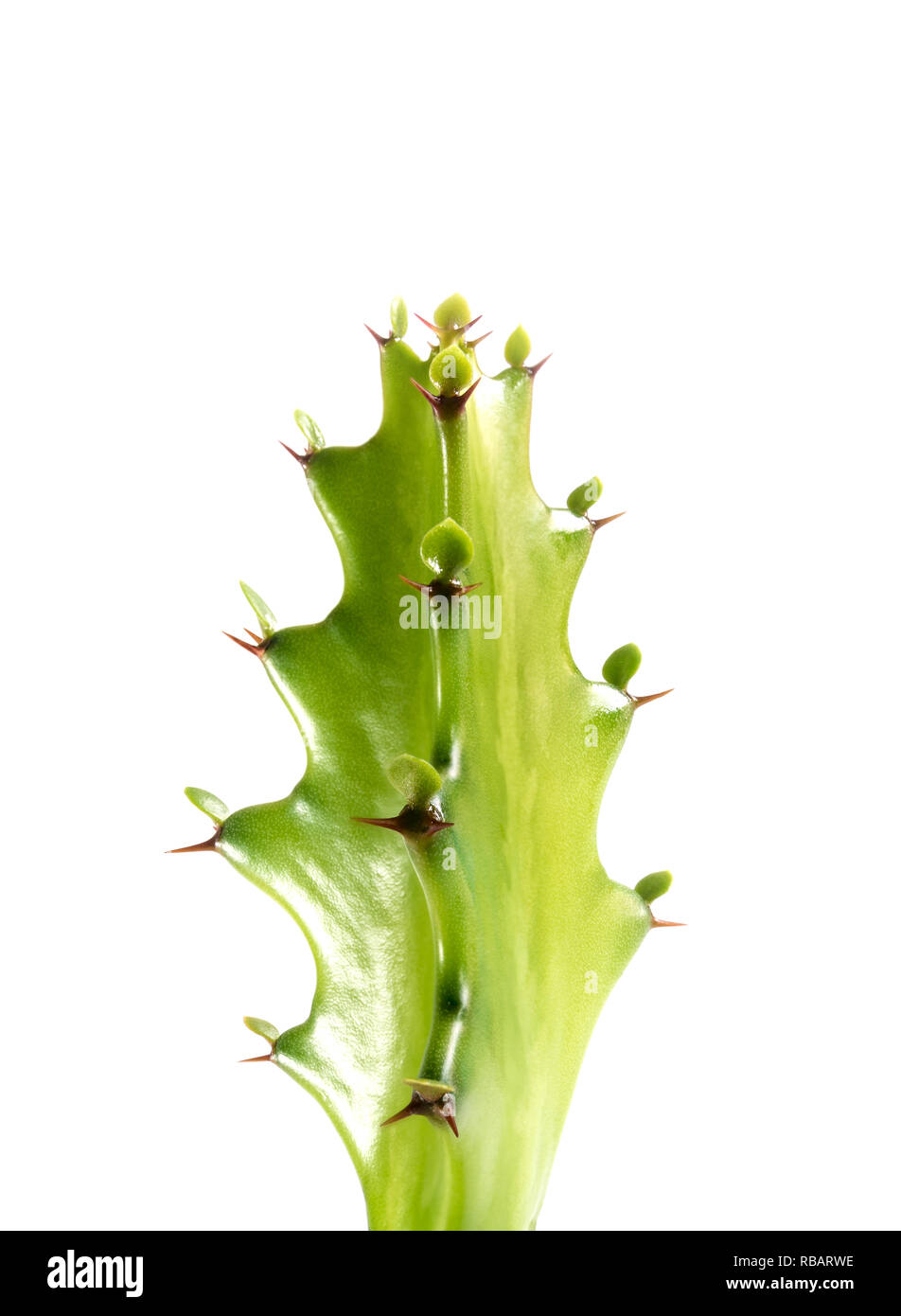Bourgeon vert fraîcheur d'Euphorbia lactea, succulent plant isolé sur fond blanc Banque D'Images