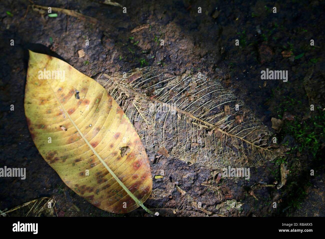 Nouvelles et anciennes feuilles tombées dans une parcelle de la lumière du soleil sur le sol de la jungle Banque D'Images