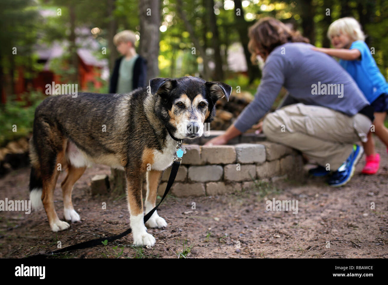 Un chien d'animal familier de la famille sauvé est debout par comme un homme et ses enfants commencer un feu de camp à l'extérieur d'un chalet dans les bois. Banque D'Images