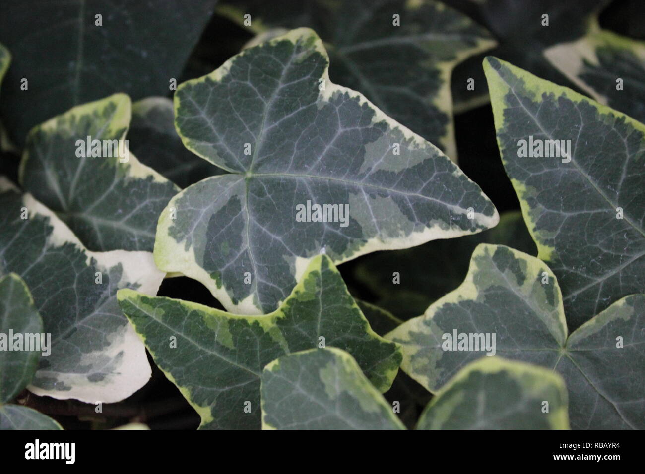 Algerain Ivy, Hedera algeriensis 'Gloire de Marengo', couvert de terre de classe croissant dans la prairie. Banque D'Images