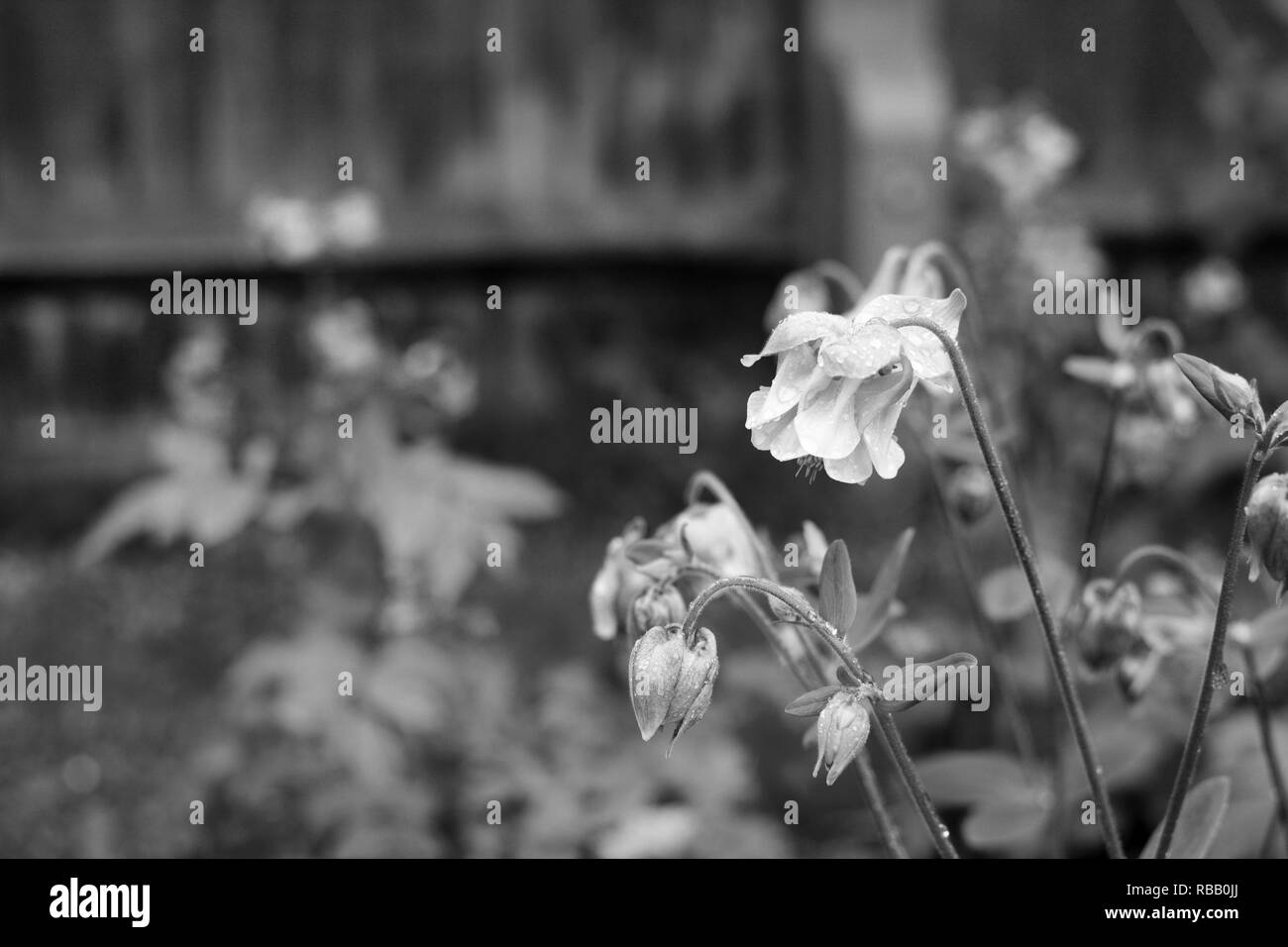 Aquilegia fleurs couvert de gouttes de pluie, avec jardin humide fleur lit au-delà - traitement monochrome Banque D'Images