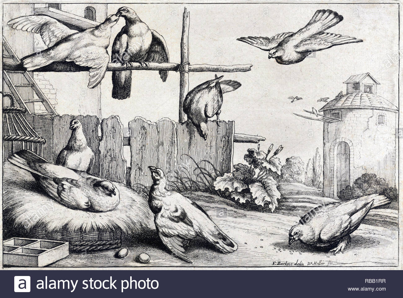 Huit des colombes, gravure par Wenceslaus Hollar aquafortiste bohème à partir de 1600 Banque D'Images