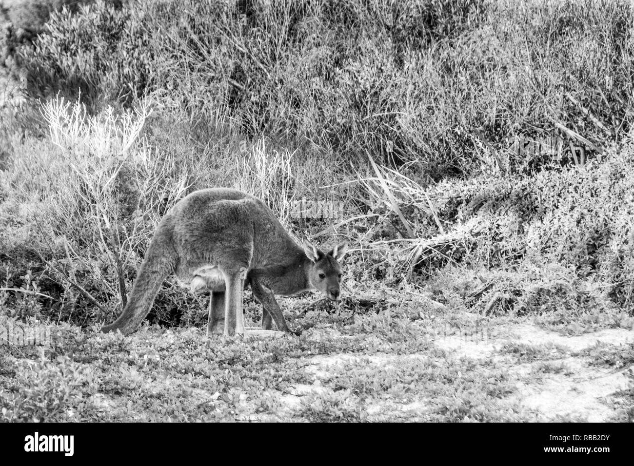 Kangourou sauvage sur la plage en Australie Banque D'Images