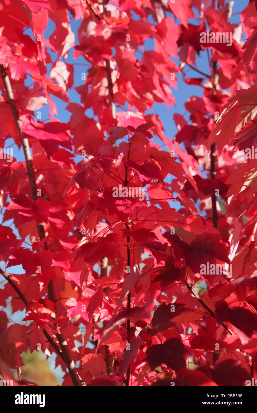 Rubrim Acer 'Brandywine'. Feuillage d'automne dynamique de Acer rubrum 'Brandywine' contre un ciel bleu, octobre, UK Banque D'Images