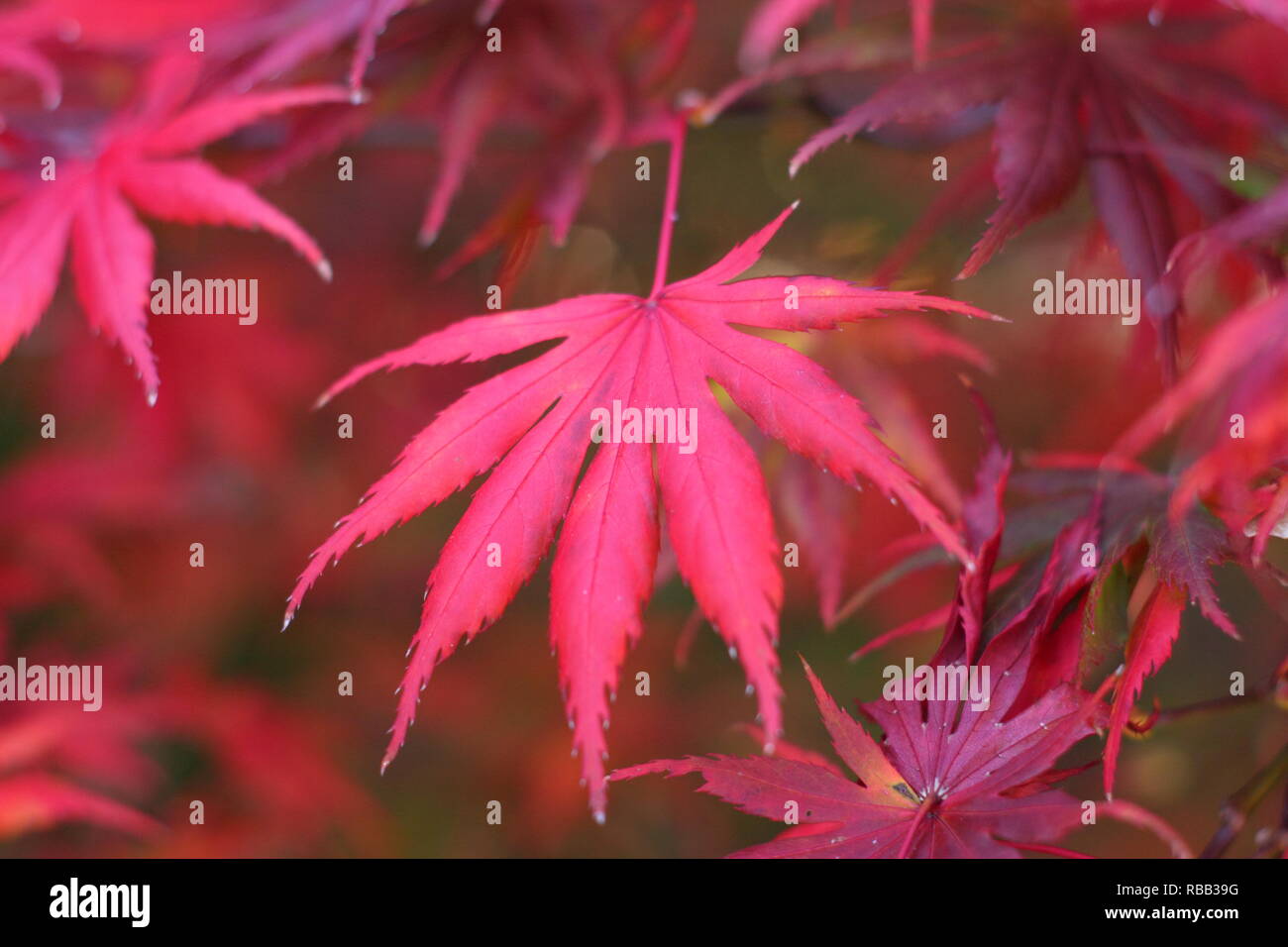 Acer palmatum 'Trompenburg' affichage rouge vibrant feuillage de l'automne, octobre, UK Banque D'Images