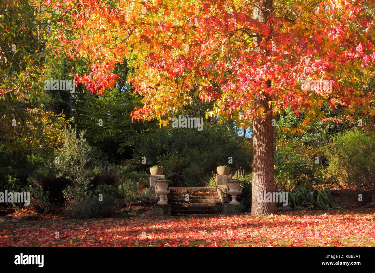 Licuidambar styraciflua. Feuillage d'automne dynamique du sweet gum tree en octobre, UK Banque D'Images