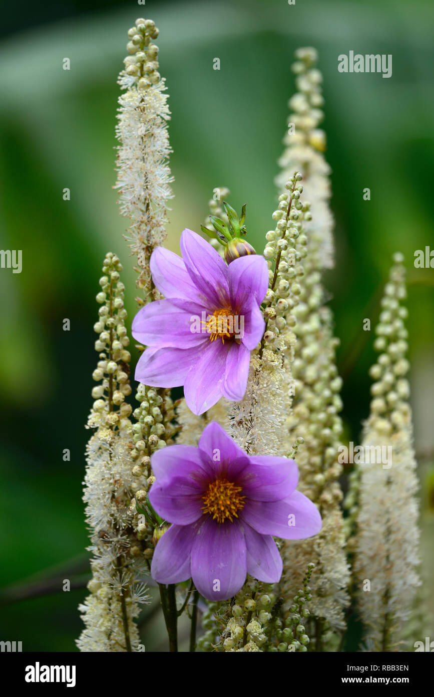 Cimicifuga rubifolia Blickfang,Actaea rubifolia Blickfang blanc,blanc,fleurs,racème Dahlia merckii, violet, fleurs,racemes,plume plumes,vivaces,,de,m Banque D'Images