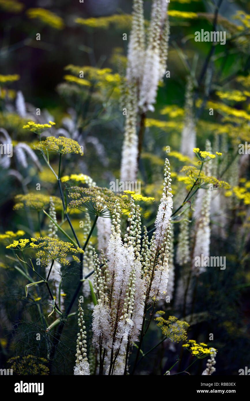 Cimicifuga rubifolia Blickfang,Actaea rubifolia Blickfang blanc,blanc,fleurs,racème Foeniculum vulgare Fenouil bronze Purpureum,violet,fleurs,fenouil,r Banque D'Images