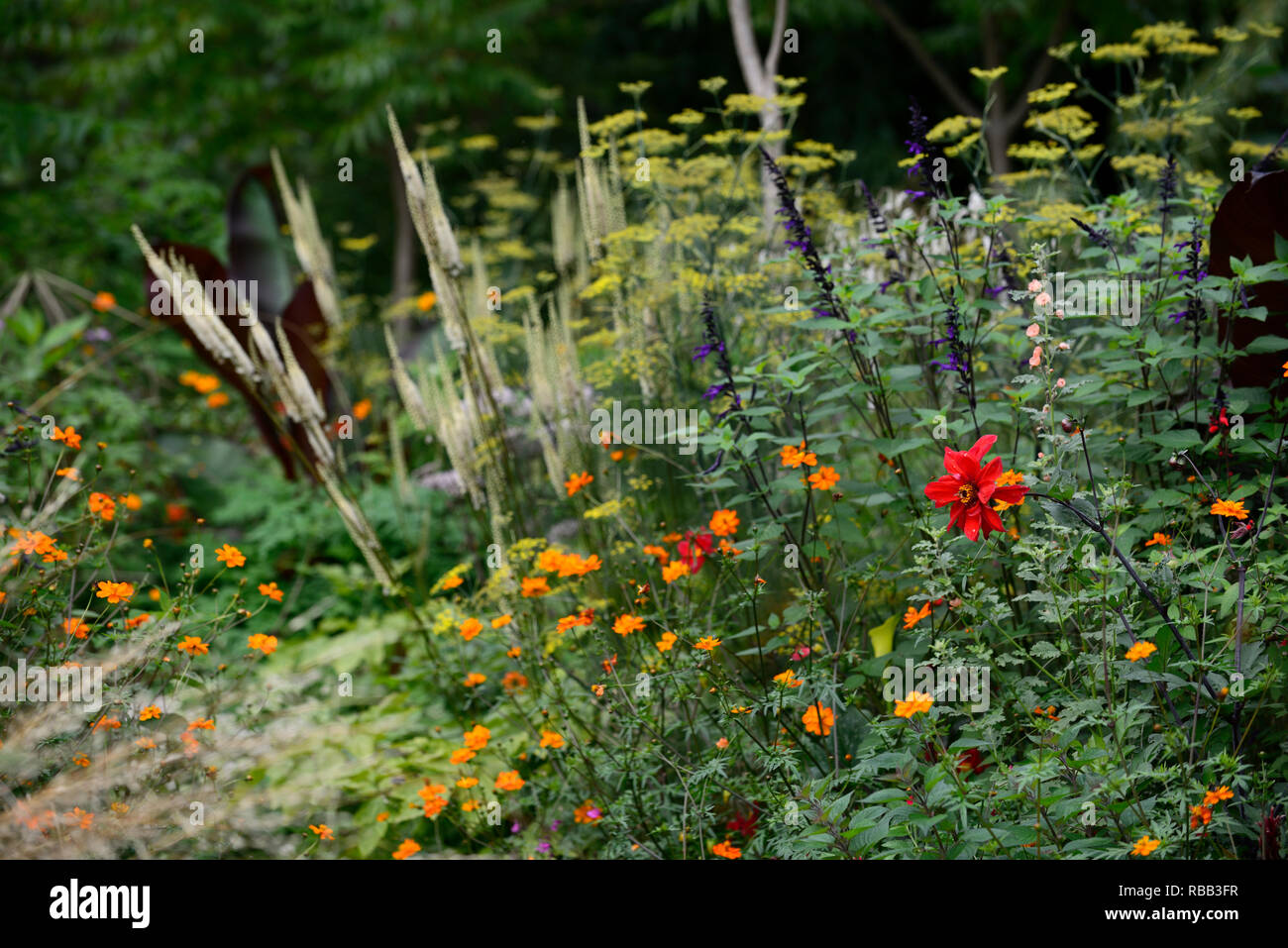 Évêque de llandaff dahlia,Salvia Amistad,Geum totalement la mandarine,Cimicifuga rubifolia Blickfang,Actaea rubifolia Blickfang,blanc,racème blanc fleur,Fo Banque D'Images