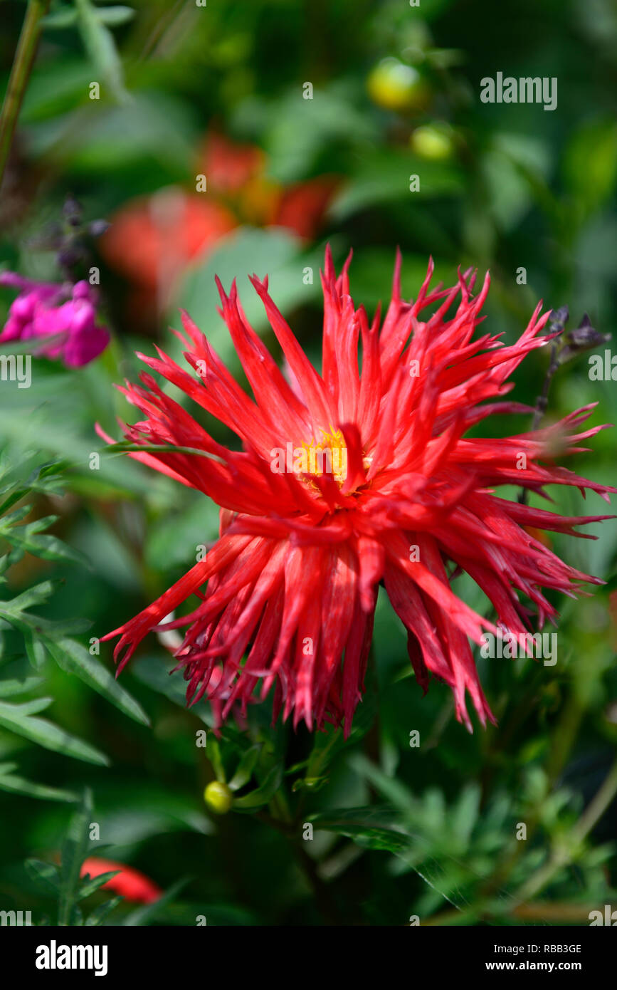 Hillcrest dahlia,royal,rouge,rouge,magenta dahlias cactus dahlia,,tropical, fleurs exotiques,RM Banque D'Images