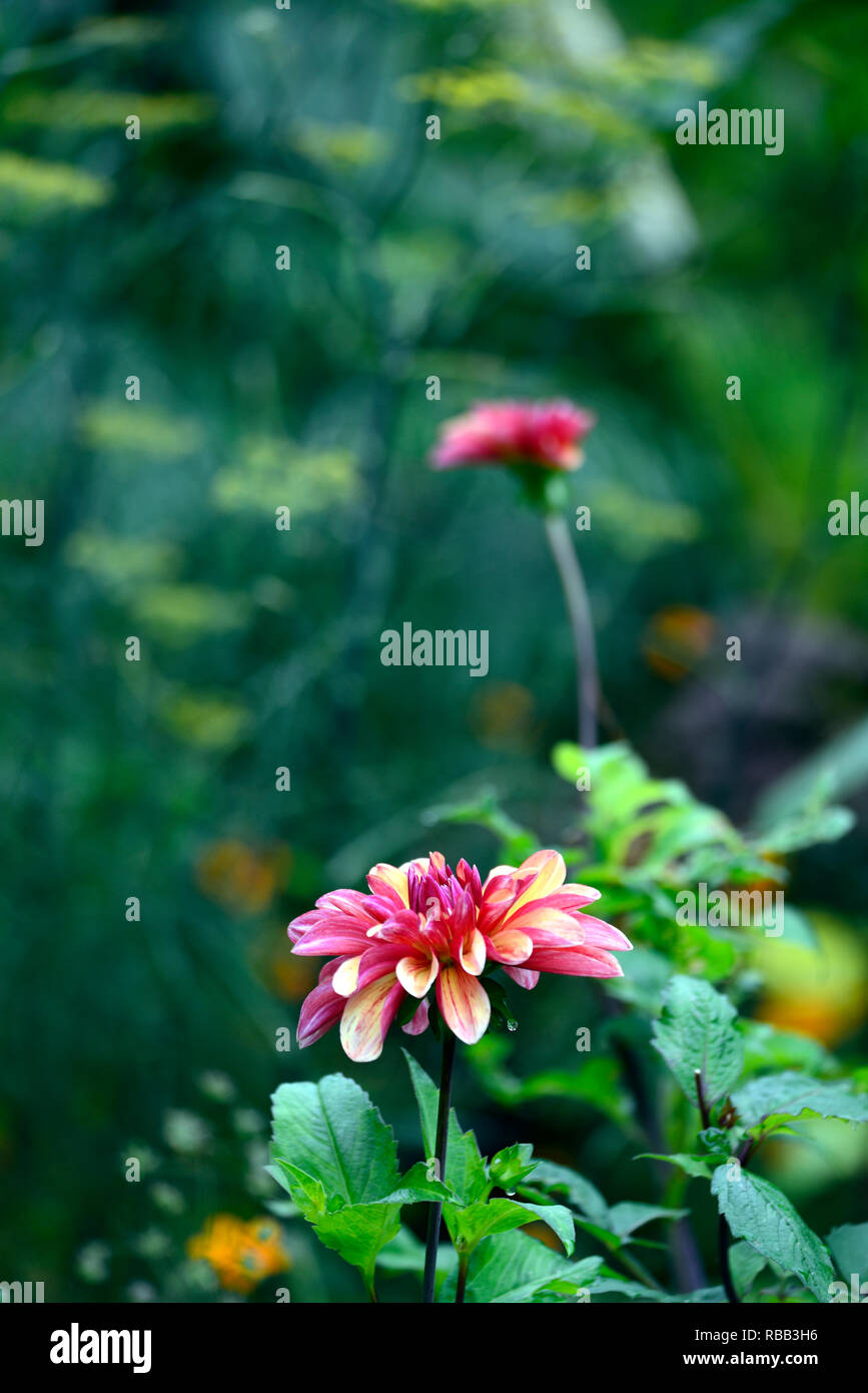 Jescot dahlia Dahlia fleur double,Julie,double flower dahlia Dahlia Orchidée,doubles,fleur,couleur prune orange fleurs,fleurs,fleurs,RM Banque D'Images