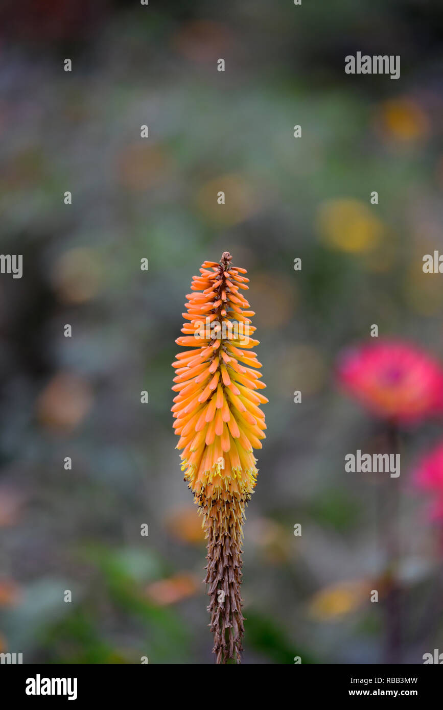 Kniphofia popsicle mangue,red hot poker popsicle Mangue, Orange, fleurs,fleurs,Crampons Crampons,fleurs,Fleurs,RM Banque D'Images
