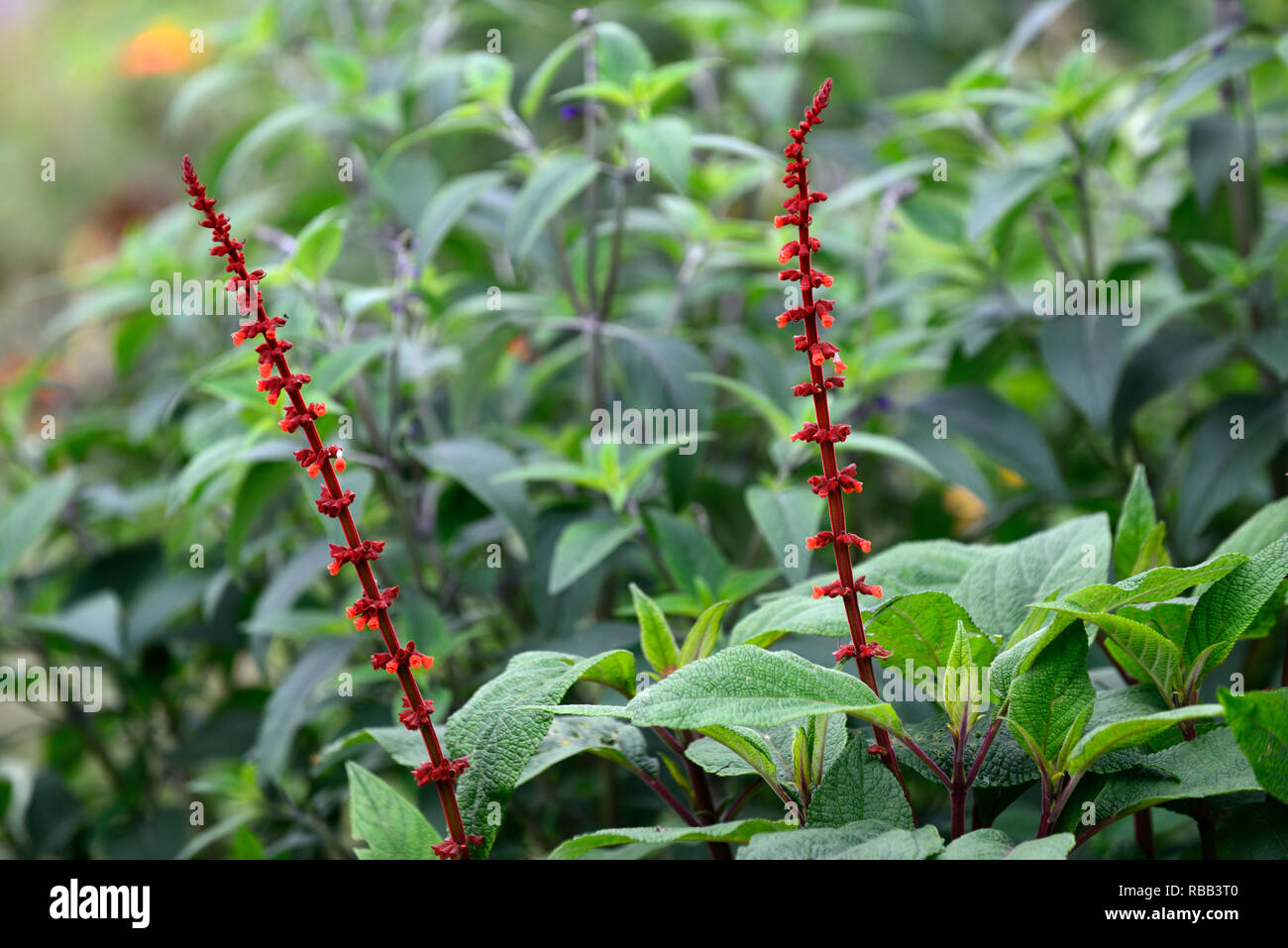 Salvia confertiflora,rouille,sauges orange fleurs,fleurs de couleur orange rouille Floral,RM Banque D'Images