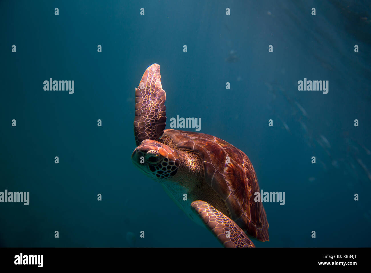 Une tortue imbriquée tortue de mer nage dans l'eau tropicale de la Barbade. Banque D'Images Une tortue imbriquée tortue de mer nage dans l'eau tropicale de la Barbade. Banque D'Images
