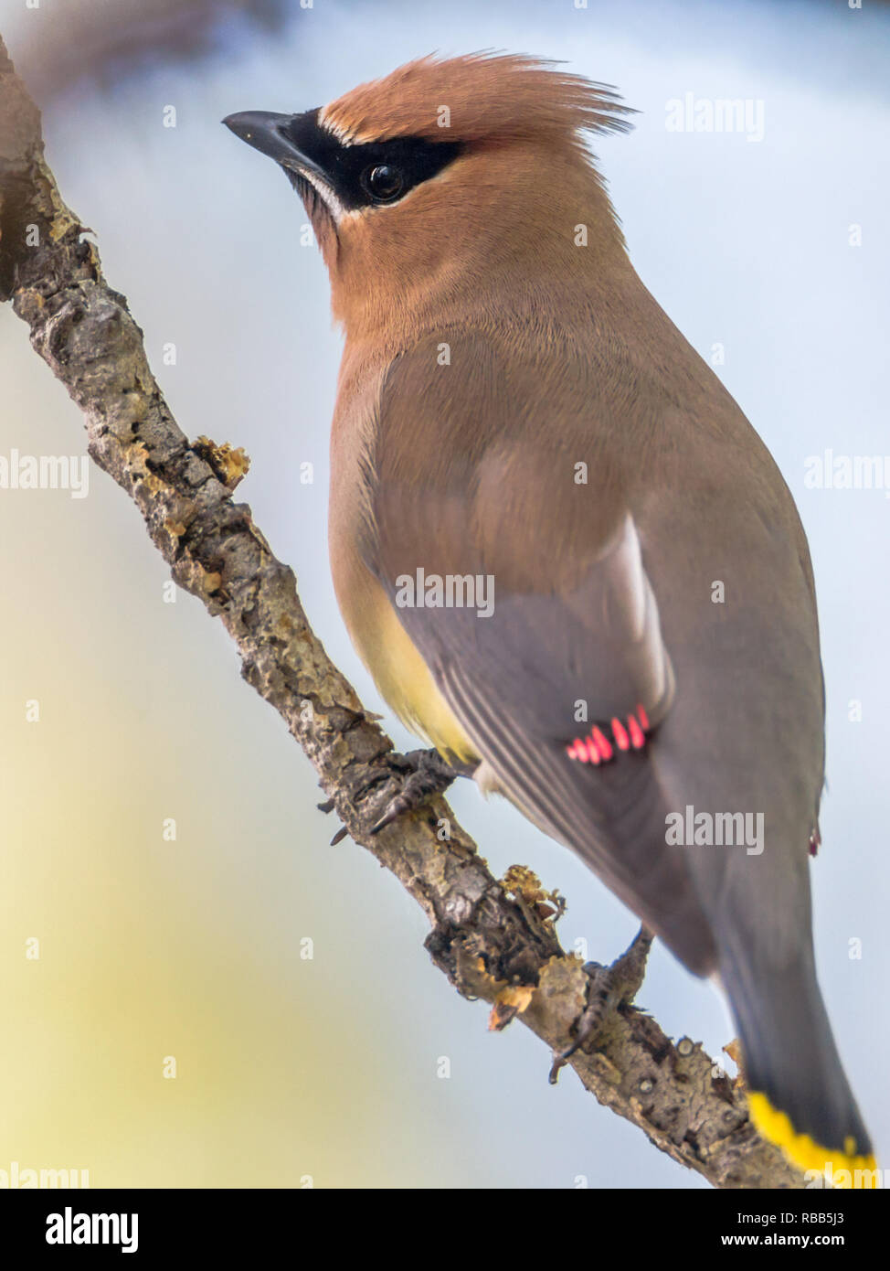 Closeup portrait of colorful Jaseur boréal Bombycilla cedrorum, d'oiseaux, on tree branch à l'Inglewood Bird Sanctuary à Calgary, Alberta, Canada Banque D'Images