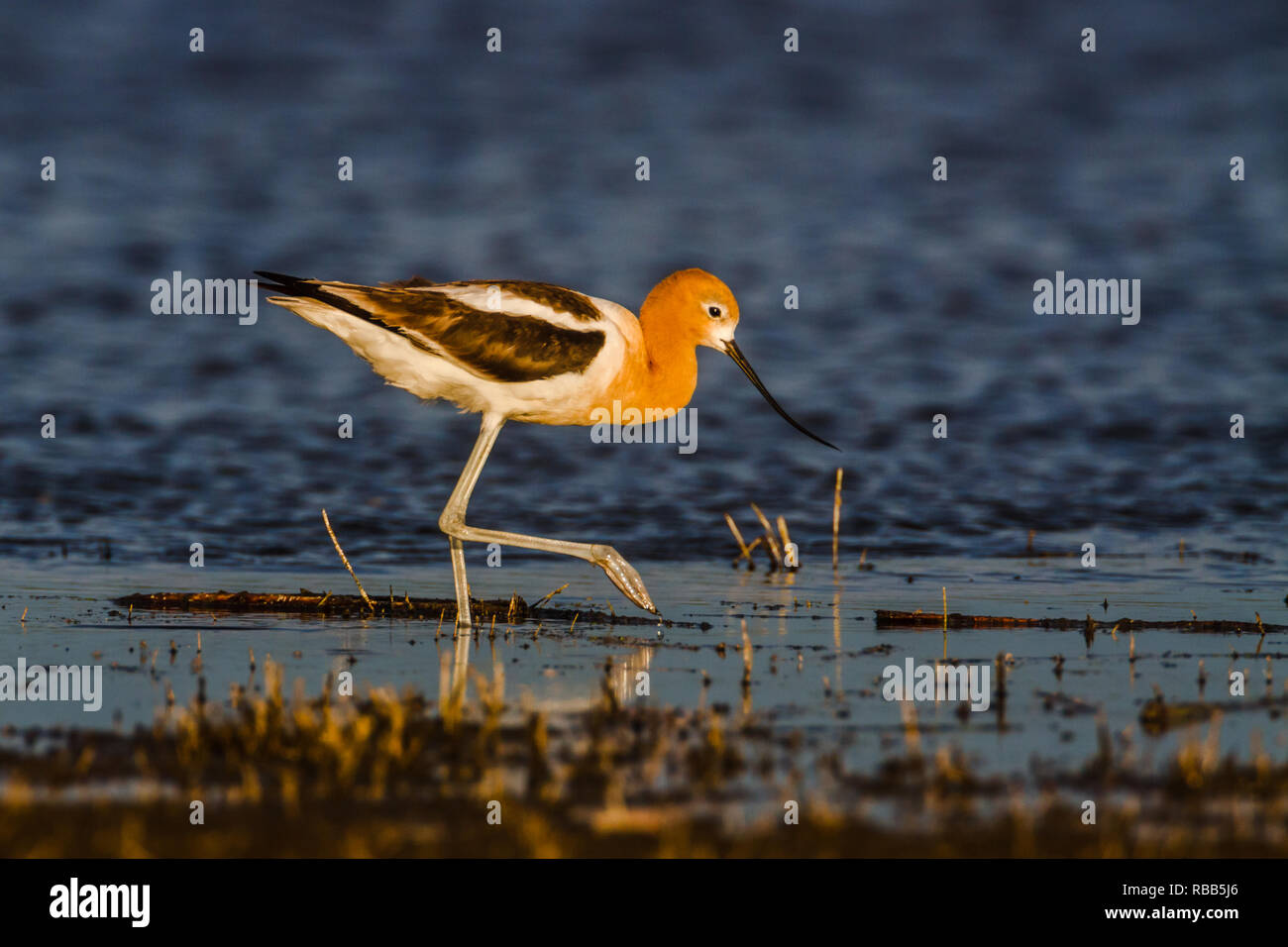 Vue latérale de l'avocette d'Amérique, Recurvirostra americana, marcher dans l'eau dans la lumière chaude soirée au lac Frank près de High River, Alberta, Canada. Banque D'Images