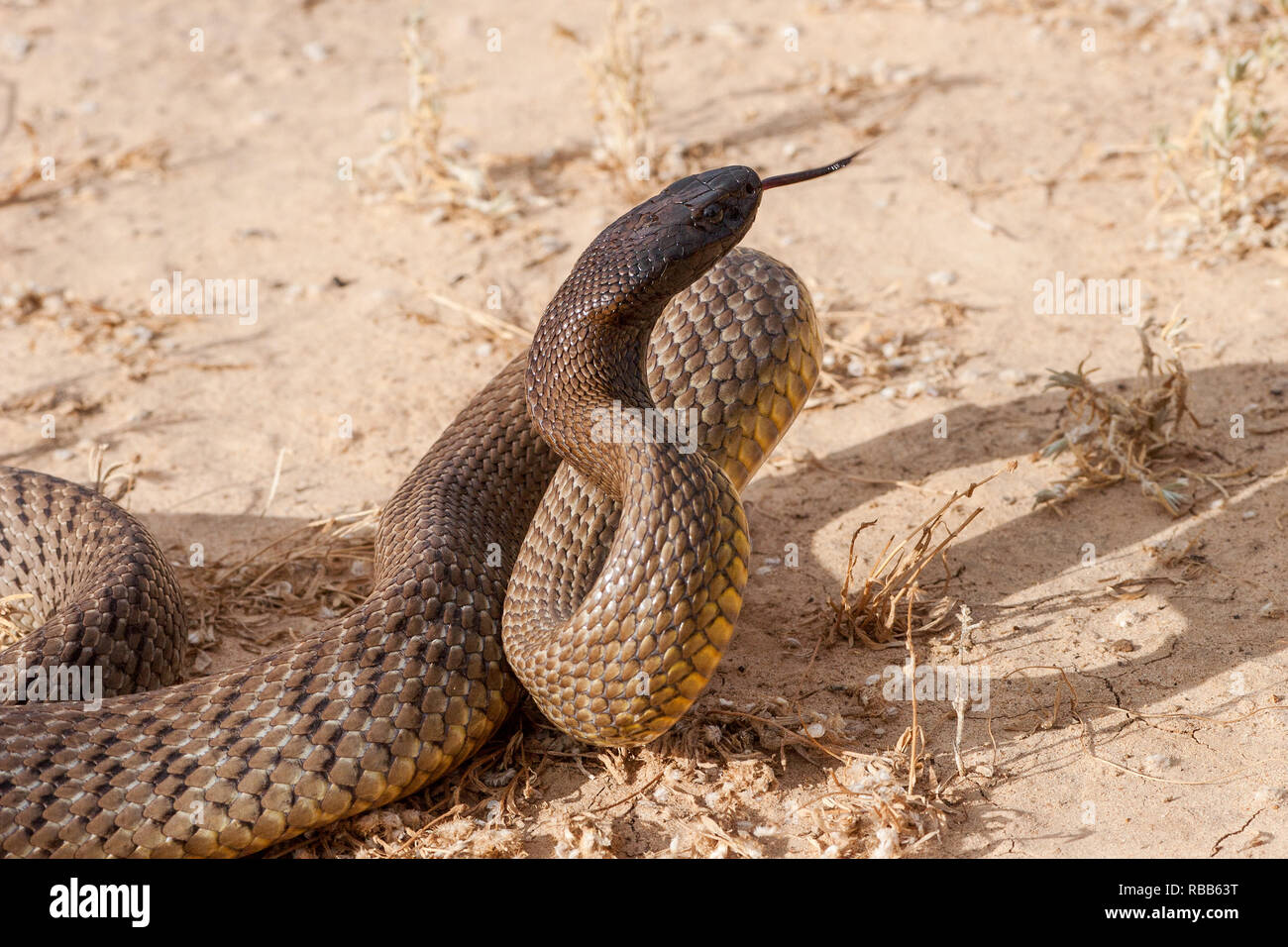 Inland Taipan Banque D'Images