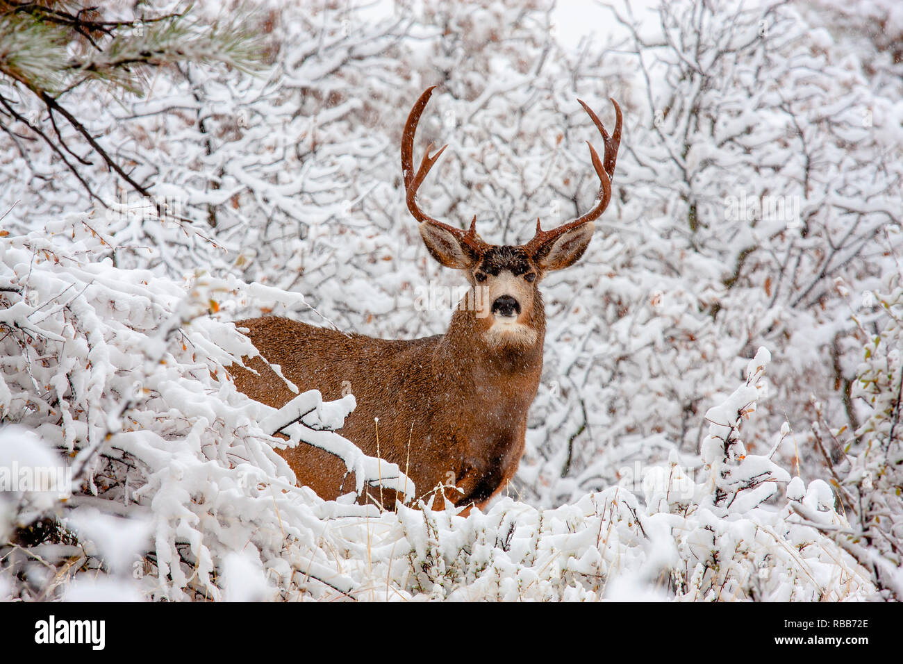 Grand cerf mâle avec bois massif brave une tempête d'hiver froid Colorado Banque D'Images