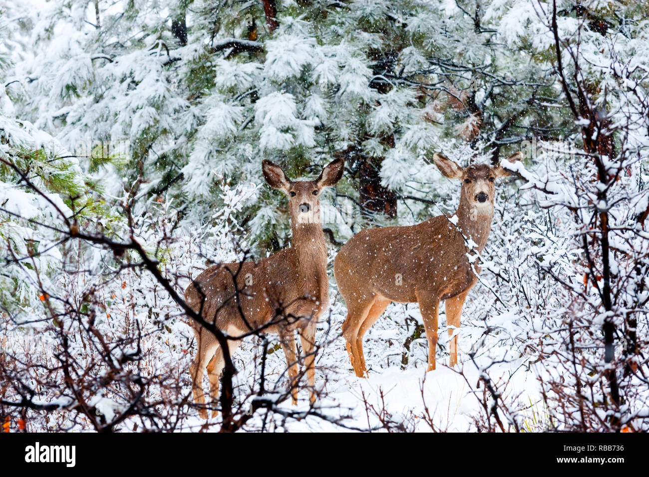Belles scènes magiques du cerf-mulet dans une forte tempête de neige de printemps dans le Colorado Rocky Mountain forêt de pins. Banque D'Images