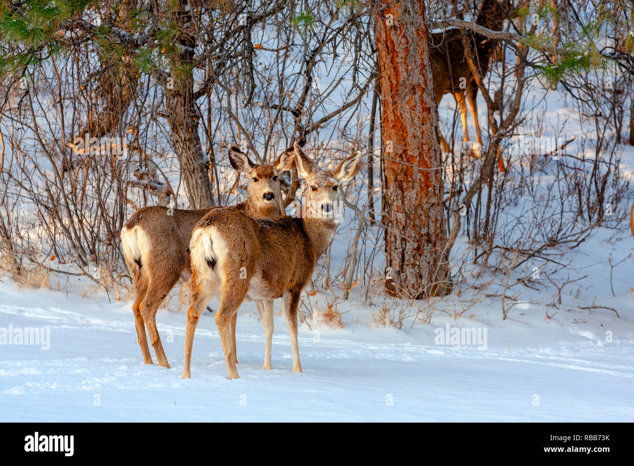 Belles scènes magiques du cerf-mulet dans une forte tempête de neige de printemps dans le Colorado Rocky Mountain forêt de pins. Banque D'Images