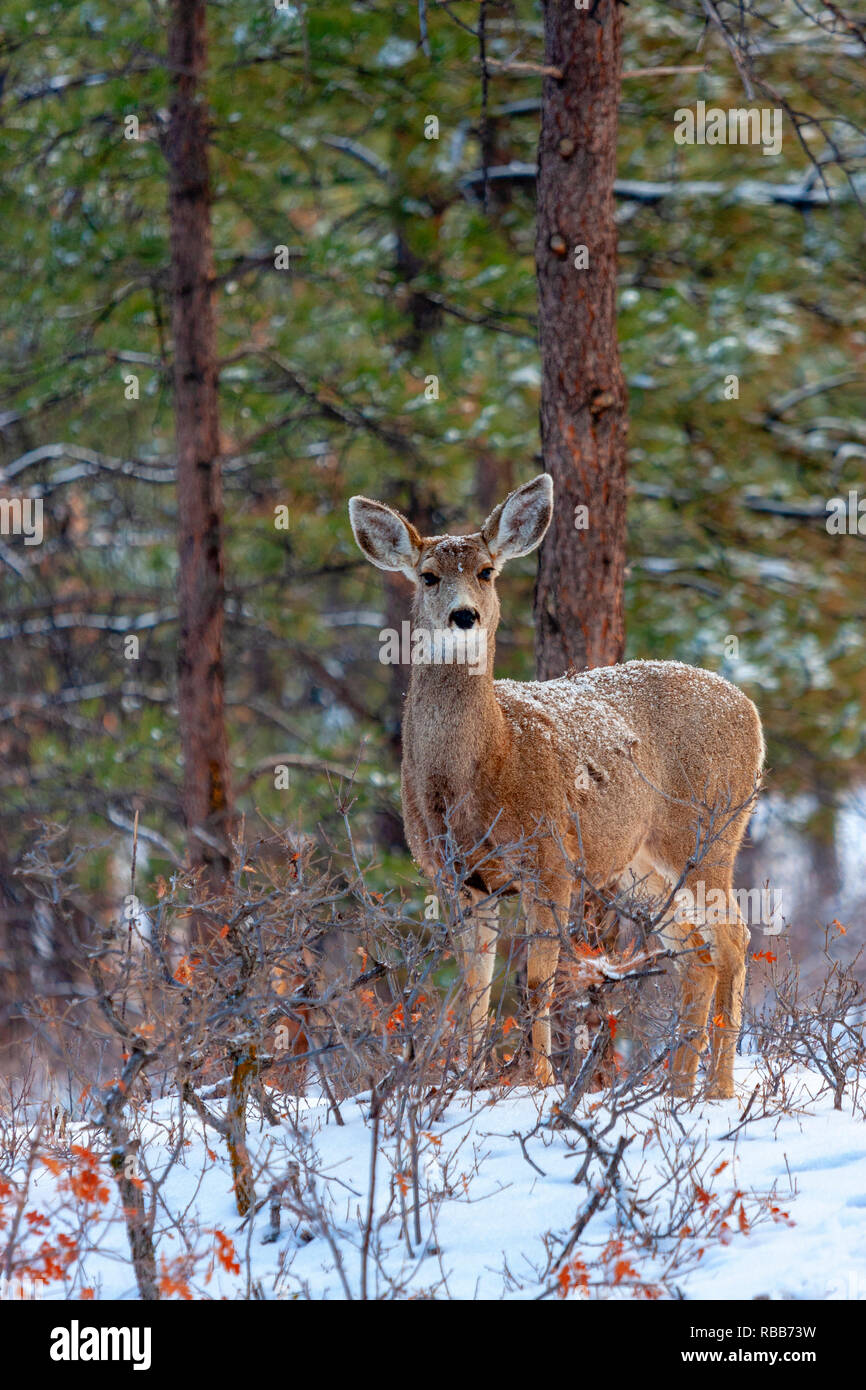 Belles scènes magiques du cerf-mulet dans une forte tempête de neige de printemps dans le Colorado Rocky Mountain forêt de pins. Banque D'Images