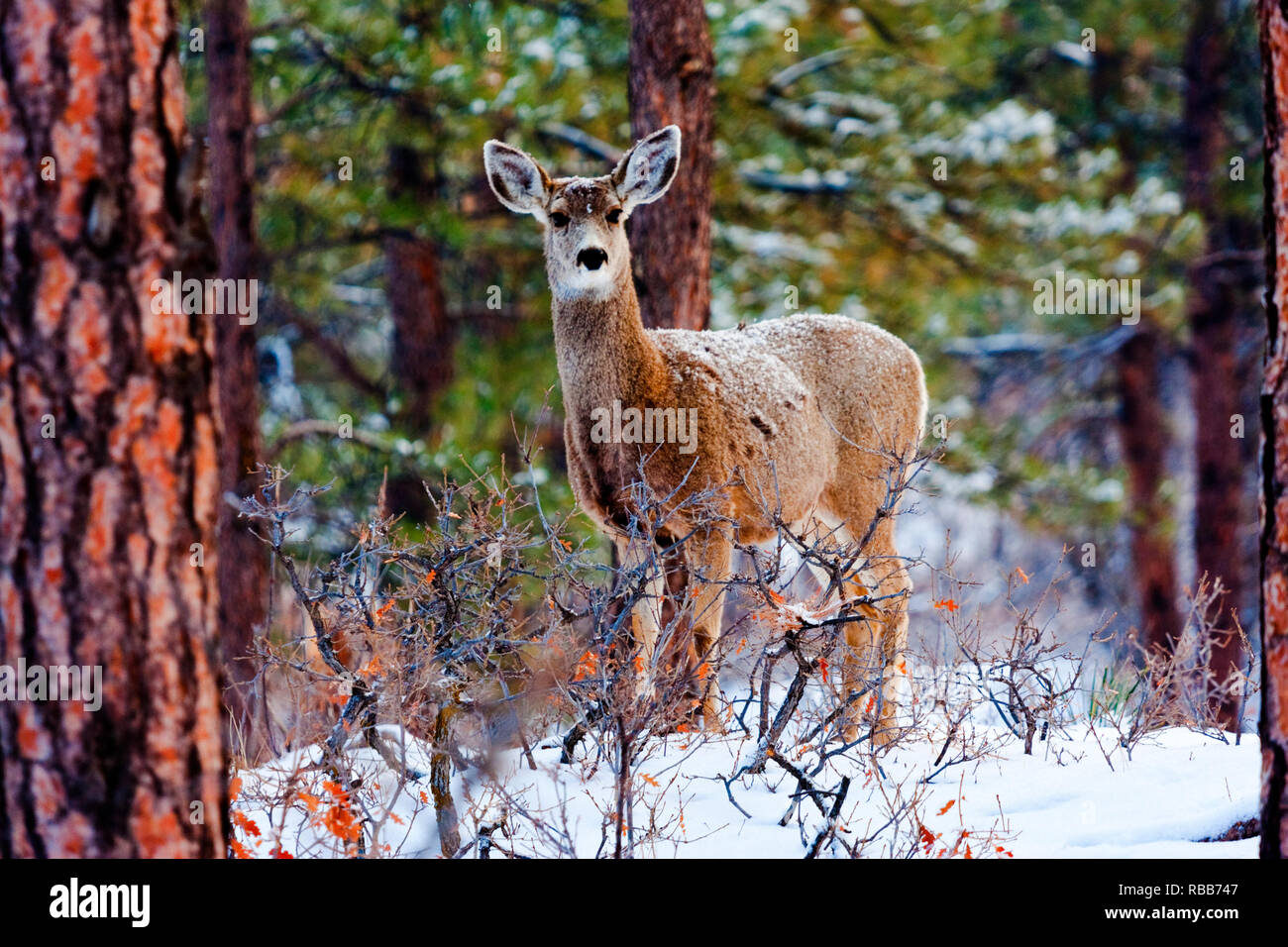 Belles scènes magiques du cerf-mulet dans une forte tempête de neige de printemps dans le Colorado Rocky Mountain forêt de pins. Banque D'Images