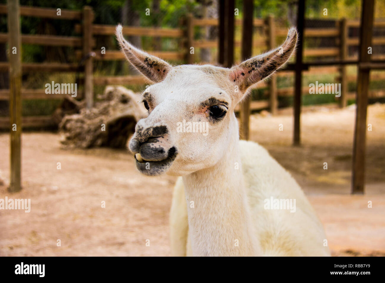 Portrait d'un lama blanc, Lama glama Banque D'Images