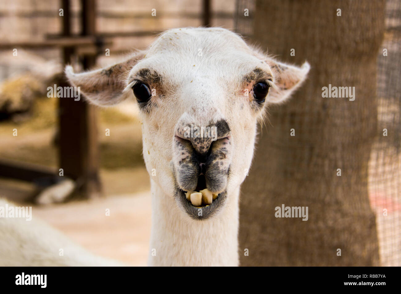 Portrait d'un livre blanc avant de lama, Lama glama Banque D'Images