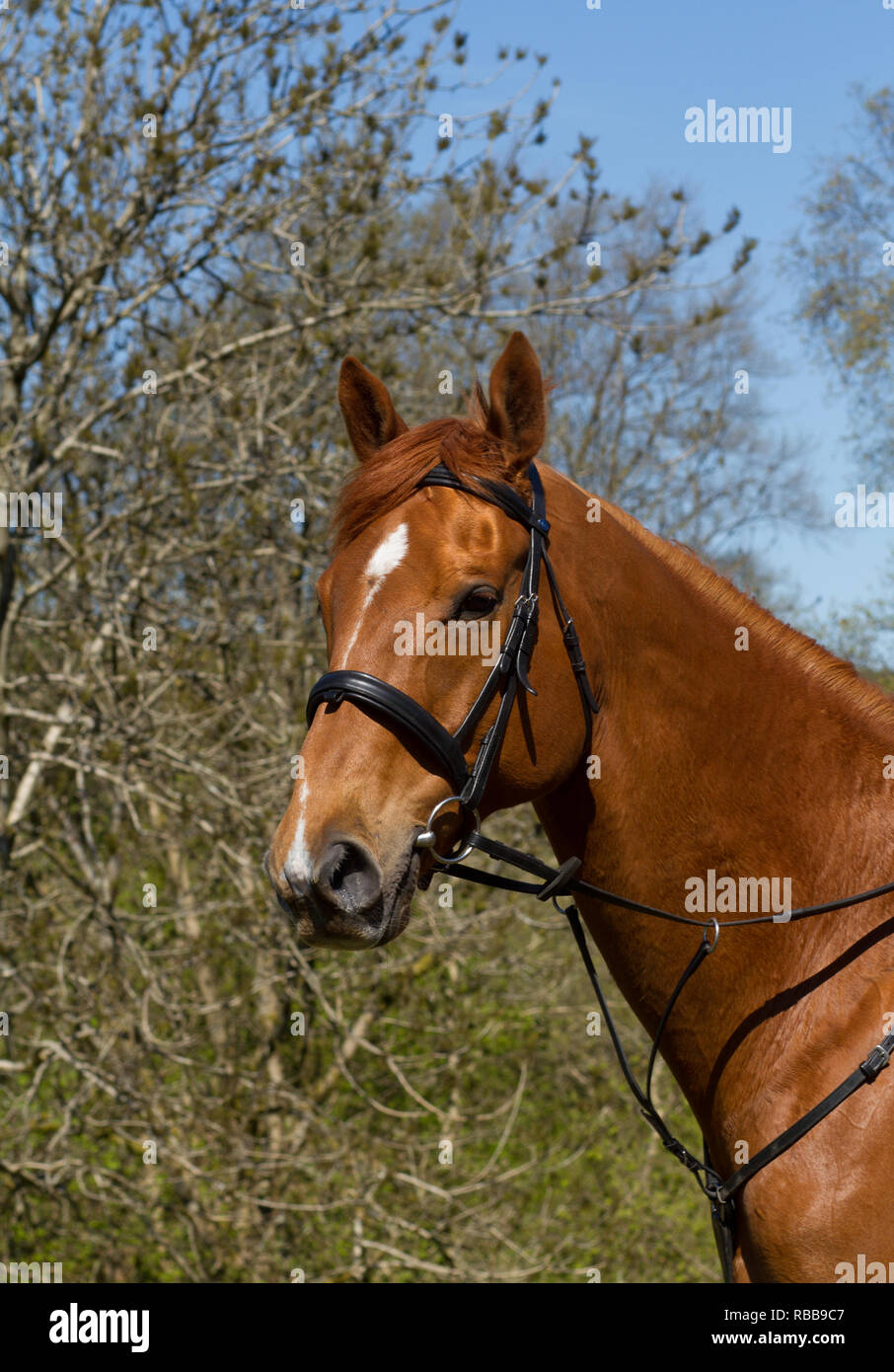 Bride De Dressage Cuir Avec Bande De Front Cristal Blanc 5 Rangées – Modèle à Brevet