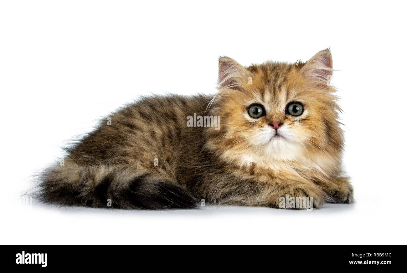 Cute kitten cat Longhair britannique d'or, établissant les façons côté. Regardant avec de grands yeux verts. Isolé sur fond blanc. Banque D'Images