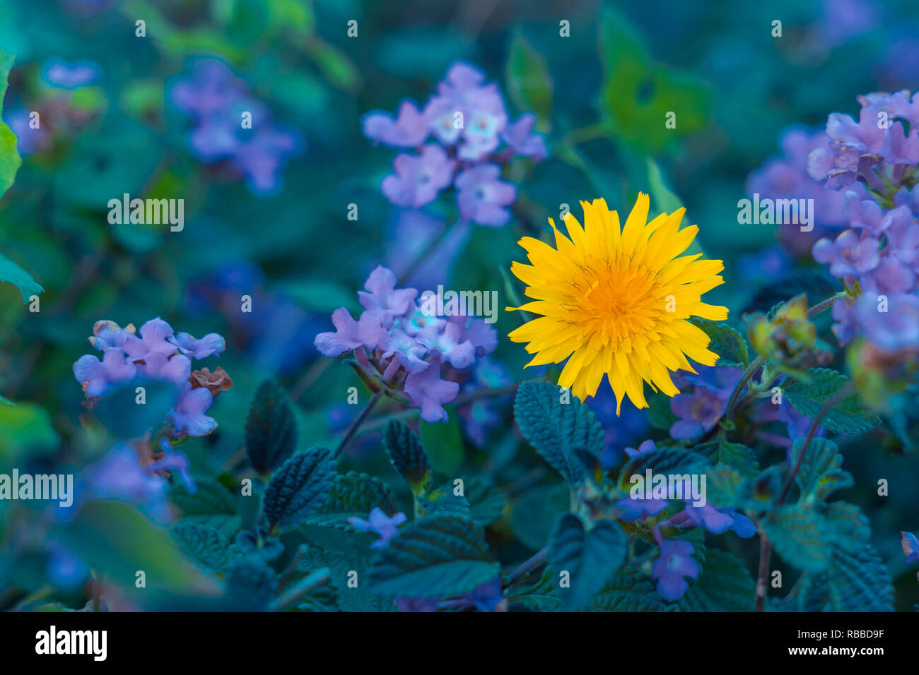 Pissenlit. Fleurs, selective focus sur le pissenlit jaune. Banque D'Images
