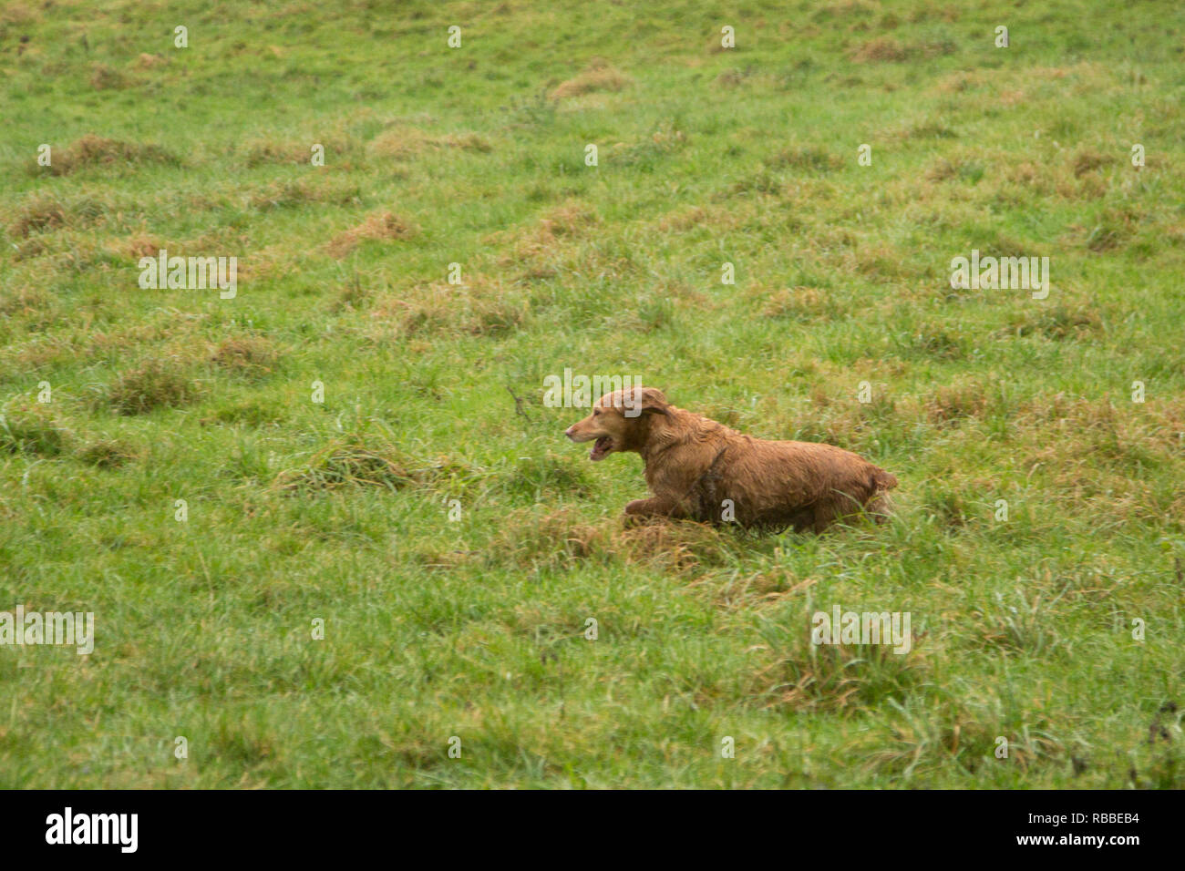 Brown spaniel récupération de faisan dans la pluie à un faisan tourner en Angleterre Hereford Banque D'Images