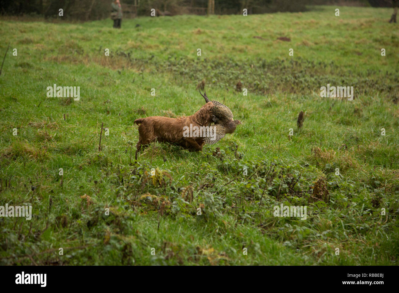 Brown spaniel récupération de faisan dans la pluie à un faisan tourner en Angleterre Hereford Banque D'Images