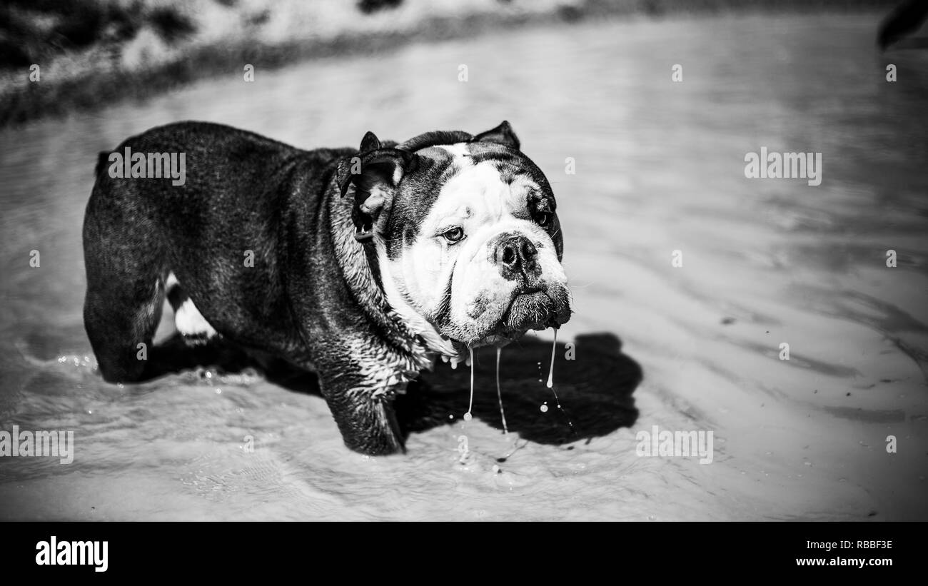 British Bulldog dans l'eau Banque D'Images