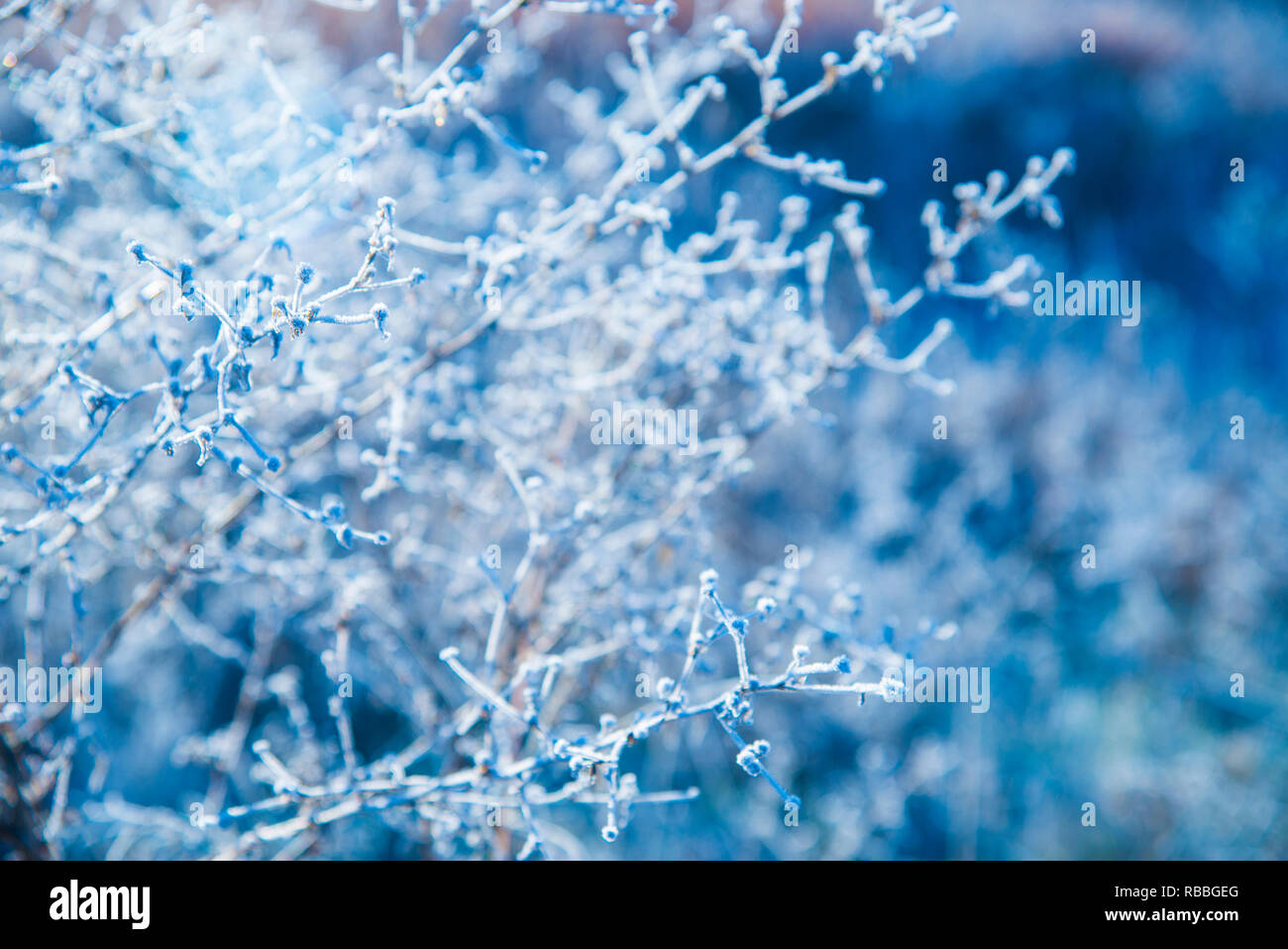 Frosty plante. Banque D'Images