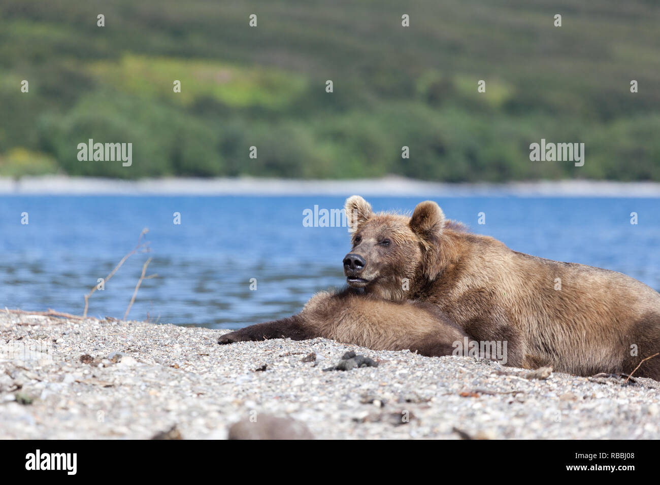 Petit mignon d'oursons couchant avec big wild brown bear grizzli sur le lac Banque D'Images
