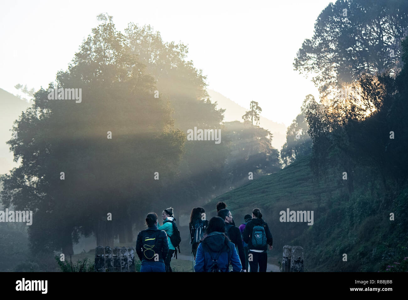 Les touristes de l'ouest, au large de la tête tôt le matin pour une visite guidée à pied à travers les plantations de thé indien, Munnar, Inde. Banque D'Images