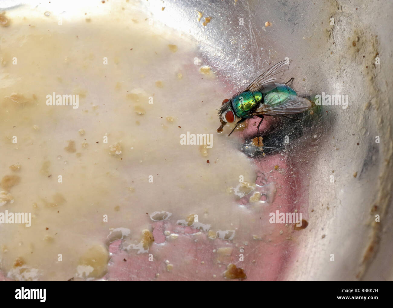 Lucilia sericata, Greenbottle voler à travers l'alimentation l'alimentation des animaux de proboscis bol. Banque D'Images