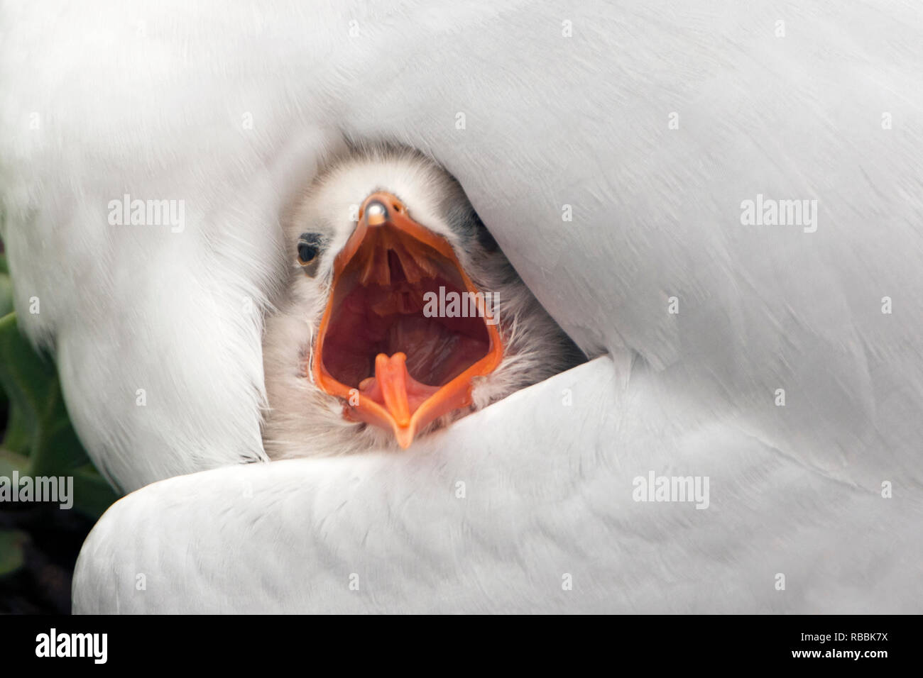 Sterne caspienne Hydroprogne caspia sous aile de poulet avec des adultes de l'île penguin ouvert l'ouest de l'Australie Banque D'Images