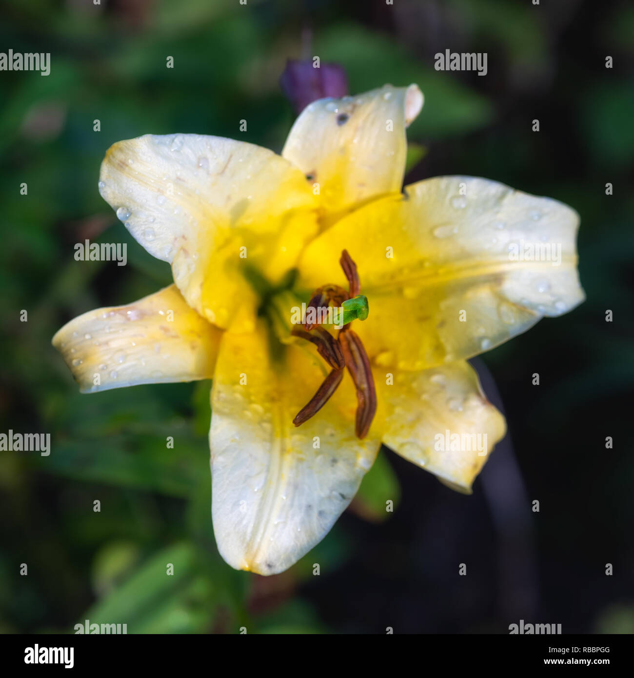 Fleurs de plein air d'une seule macro couleur soleil isolé jaune blanc lily blossom avec gouttes de pluie sur les pétales sur fond vert trouble naturel Banque D'Images