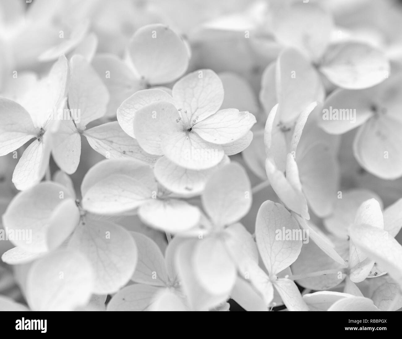 High key monochrome noir et blanc fine art floral fleur macro vie toujours libre de pétales de fleurs et d'un hortensia blanc/hydrangea Banque D'Images